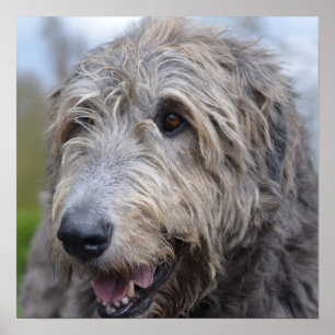 Pôster Wolfhound