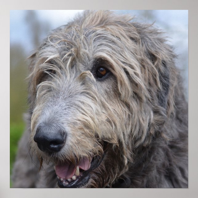 Pôster Wolfhound (Frente)