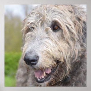Poster Wolfhound irlandês adorável