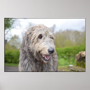 Pôster Wolfhound irlandês bonito