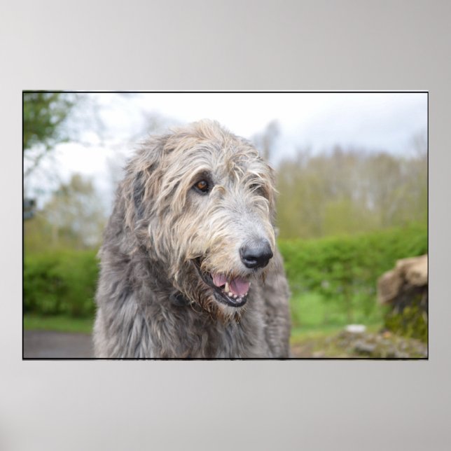 Pôster Wolfhound irlandês bonito (Frente)