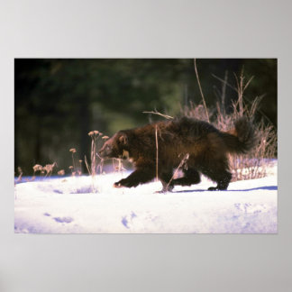 Pôster Wolverine correndo pela neve