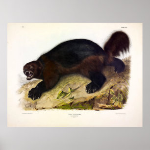 Poster Wolverine ou Wolverene (Gulo gulo) por Audubon