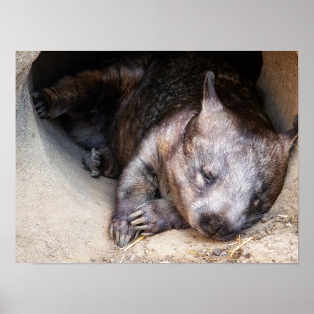Poster Wombat (Frente)