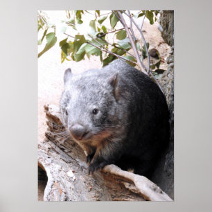 Poster Wombat