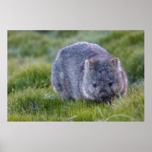 Poster Wombat Austrália