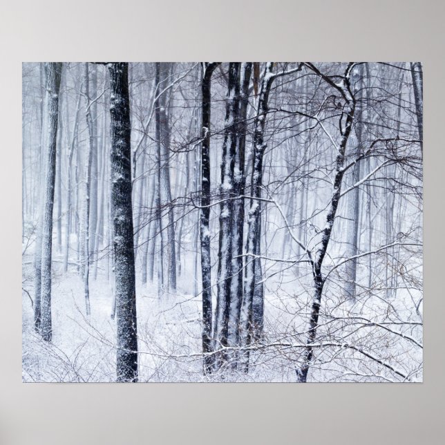 Pôster Wonderland (Frente)