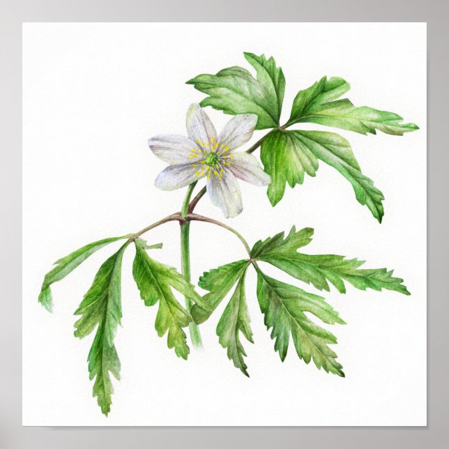 Pôster Wood anemone watercolor art (Frente)