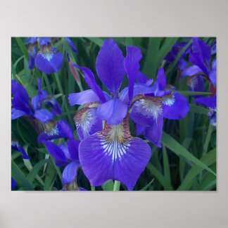 Poster Wood Iris