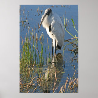 Poster Wood Stork