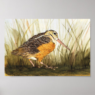 Poster Woodcock (Timberdoodle)