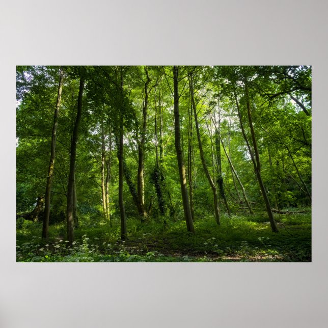 Poster Woodland. Blackweir Woods, Bute Park, Cardiff (Frente)