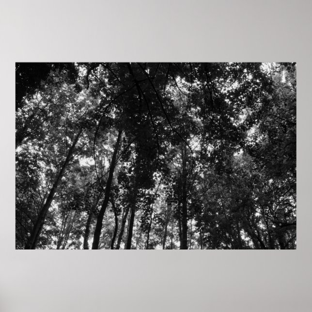 Poster Woodland Canopy 01 BW (Frente)