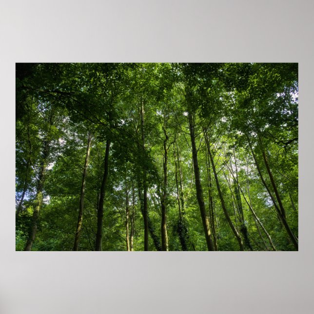 Poster Woodland Canopy. Blackweir Woods, Bute Park (Frente)