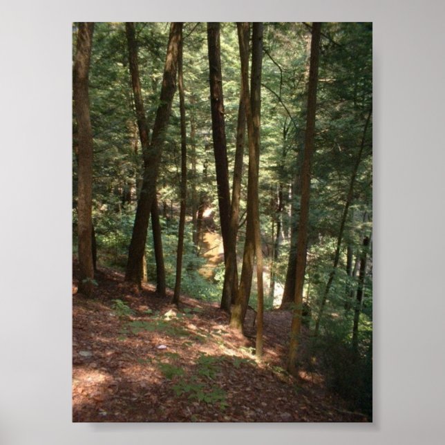 Poster Woodland Paradise (Frente)