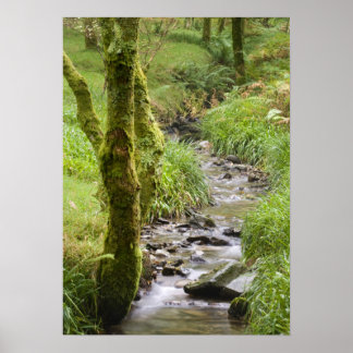 Pôster Woodland Stream no distrito do lago