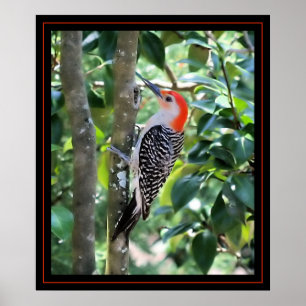 Pôster Woodpecker