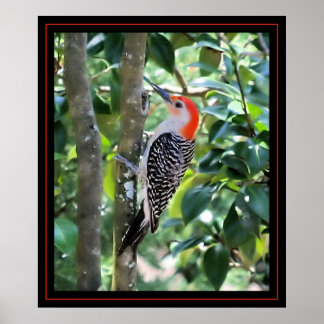 Pôster Woodpecker