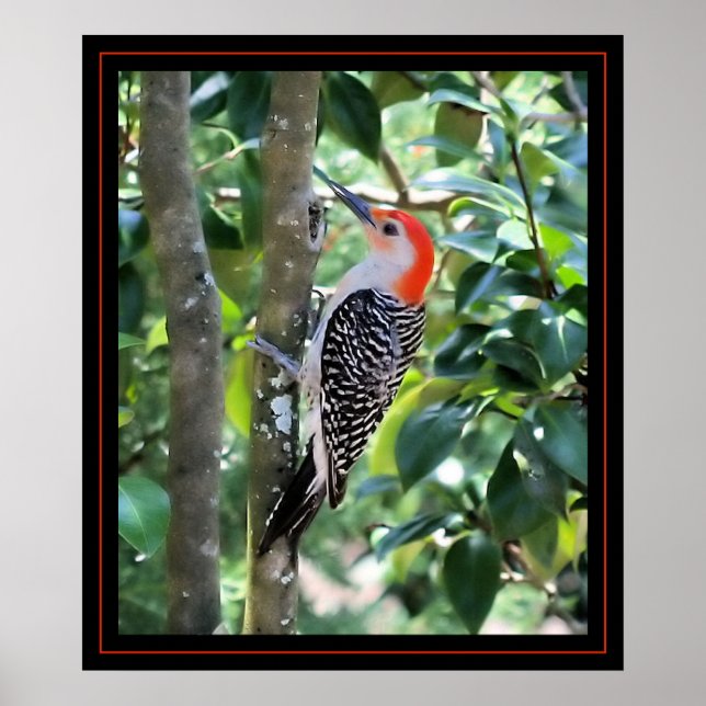 Pôster Woodpecker (Frente)
