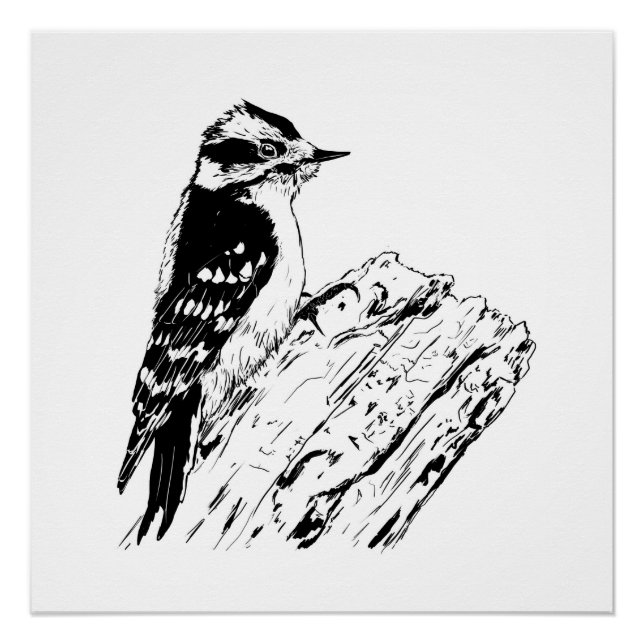 Pôster Woodpecker picture/ print / black and white (Frente)