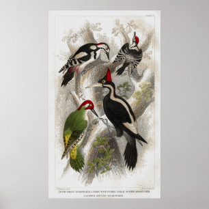 Pôster Woodpeckers
