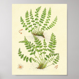 Pôster Woodsia Fern
