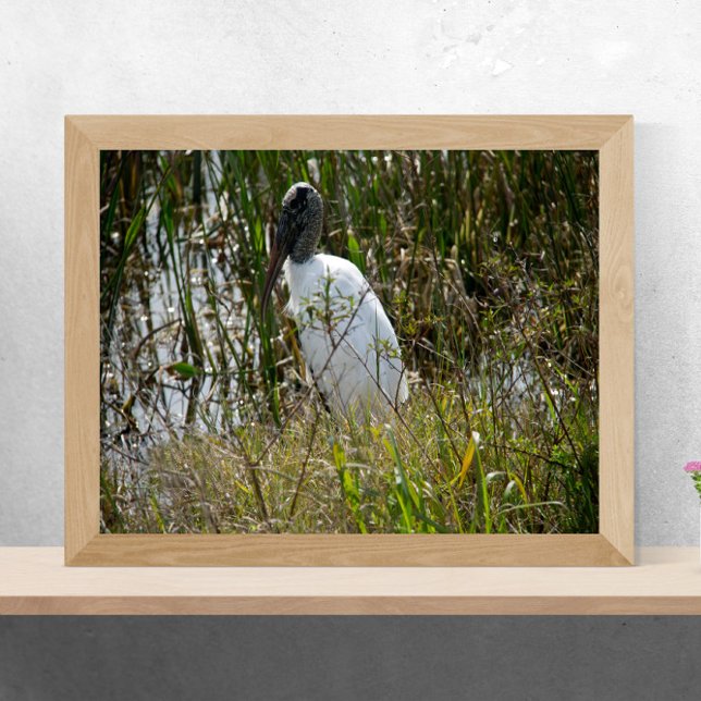 Poster Woodstorages em Viera Wetlands Flórida Fotografia (A poster of a wood stork enjoying some time in a marsh in Florida on a sunny day)