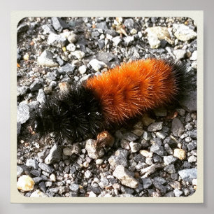 Poster Wooly Bear Caterillar