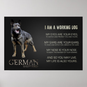 Pôster Working German Shepherd Dog  - GSD