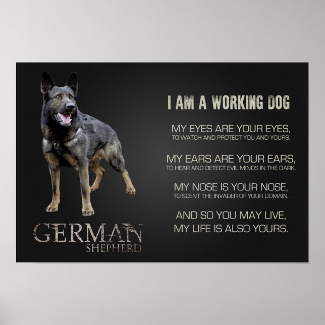 Pôster Working German Shepherd Dog  - GSD (Frente)