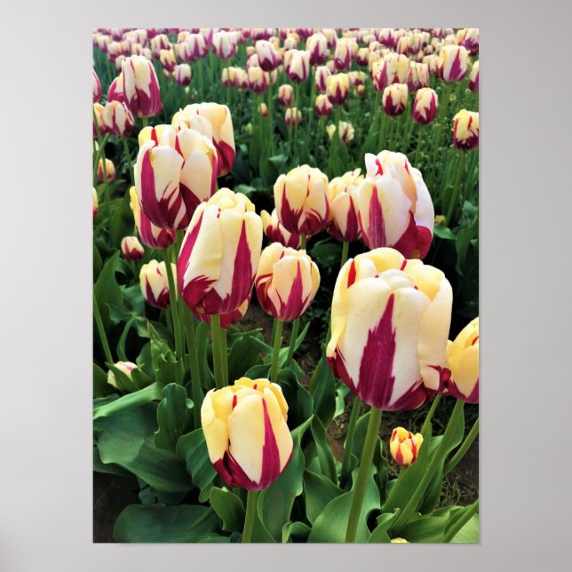 Poster World Expression Tulips, Oregon (Frente)
