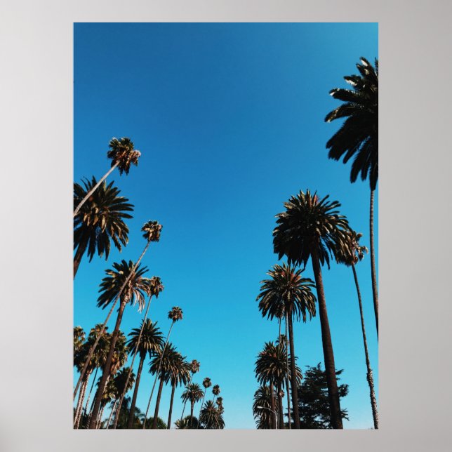 Poster Worm's eye view of trees (Frente)