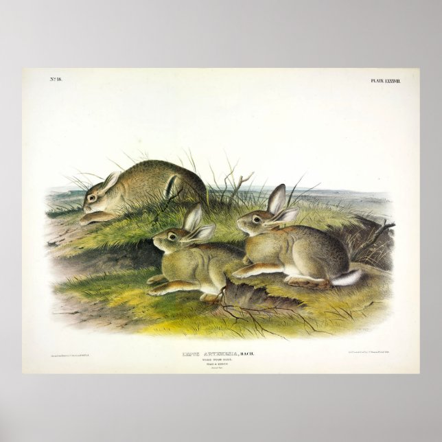 Poster Wormwood Hare (Lepus Artemesia) por Audubon (Frente)