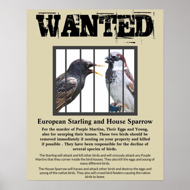 Poster WQueria Starling e House Sparrow (Frente)