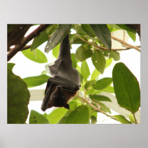 Poster Wraped acima do megabat