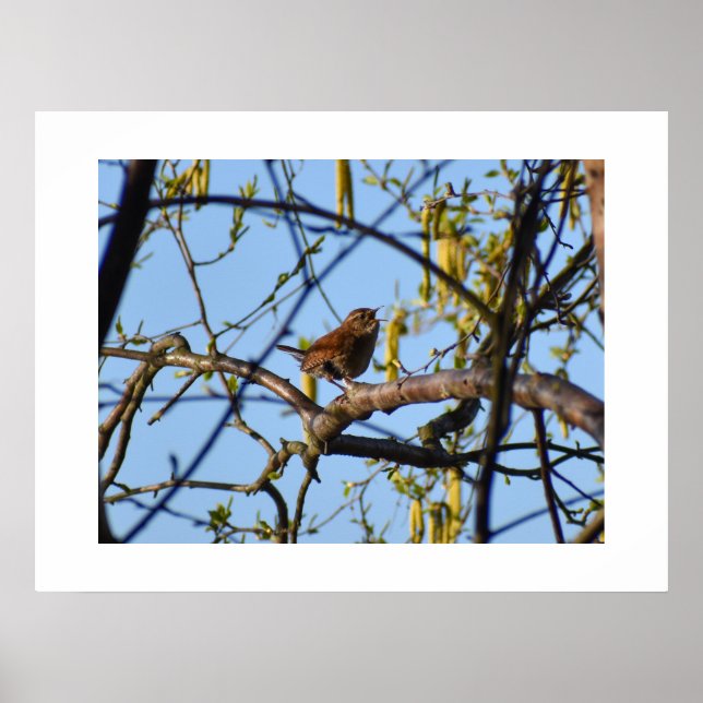 Poster Wren  (Frente)