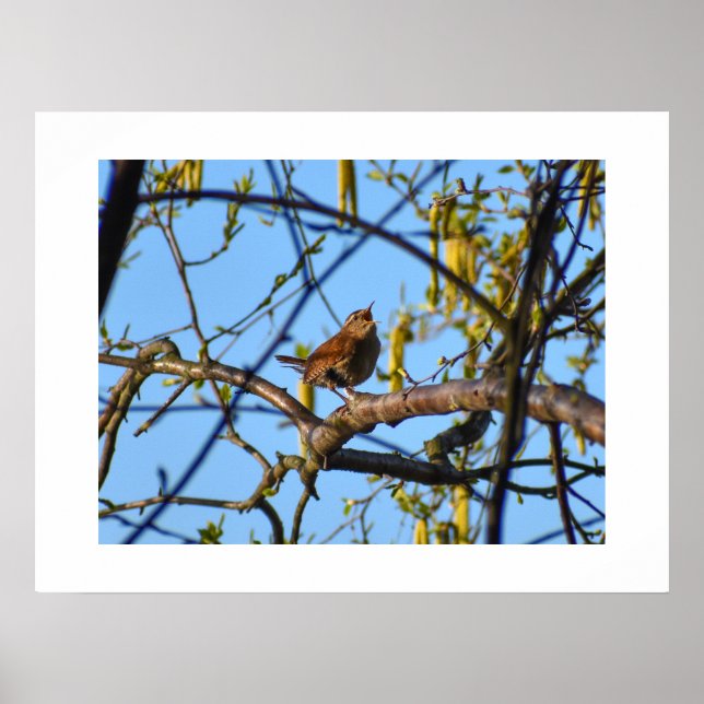 Poster Wren  (Frente)