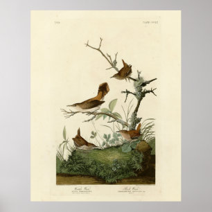 Poster Wren de inverno, Rock Wren, Aves da América de Aud
