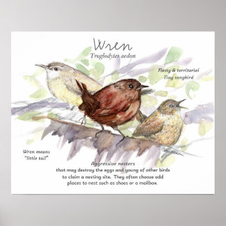 Poster Wren Songbird Study Nature Wildlife Art