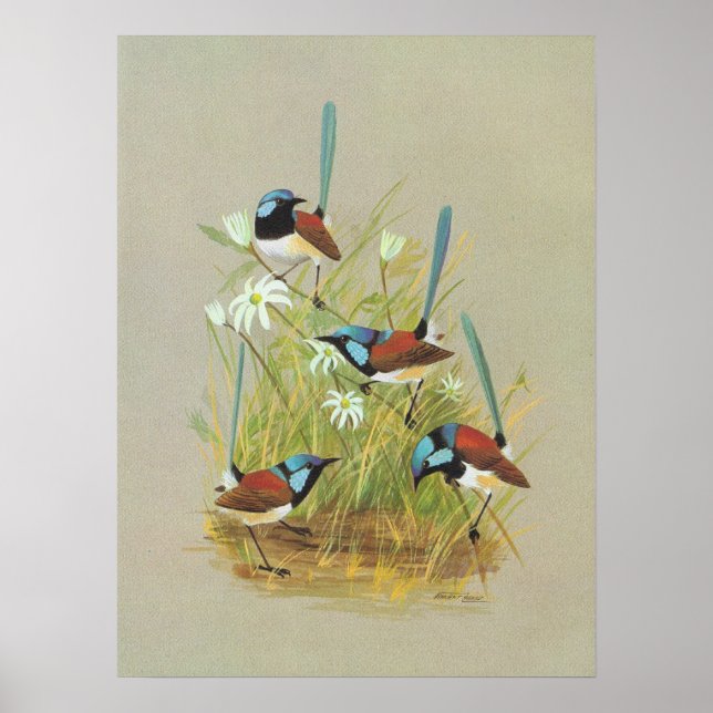 Poster Wren Variegado - Malurus lamberti (Frente)