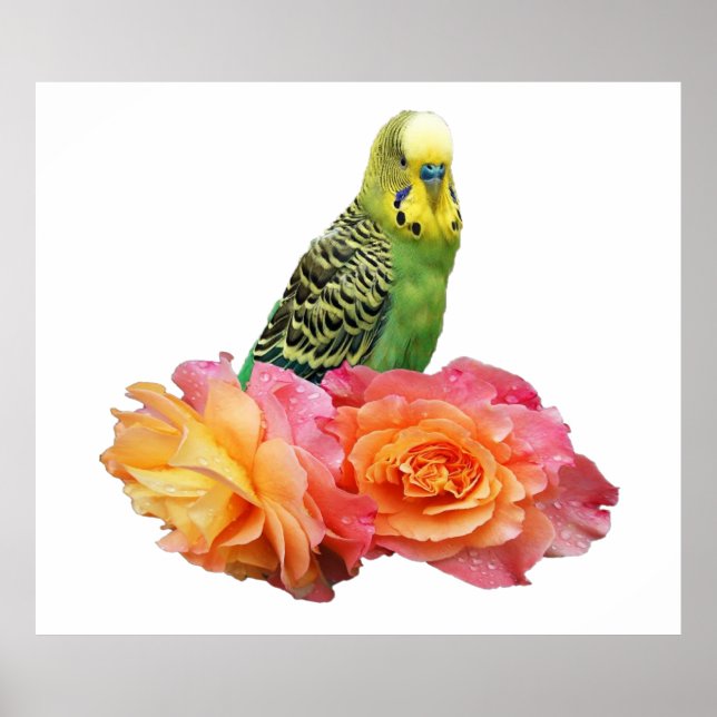 Poster Wunderbares Wellensittich (Frente)