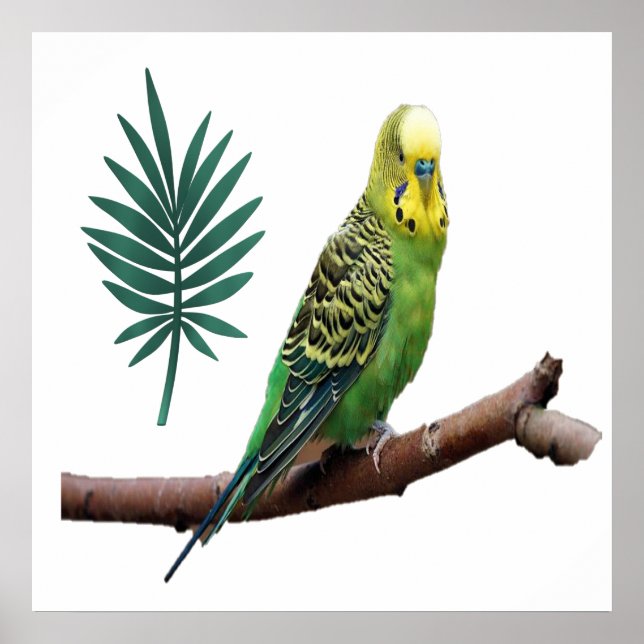 Poster Wunderbares Wellensittich (Frente)
