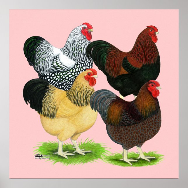 Pôster Wyandotte: Assórdio de Galeria (Frente)