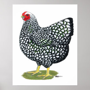 Poster Wyandotte: Hen lacado por prata