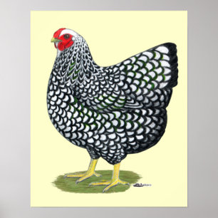 Pôster Wyandotte: Hen Lado-Prateado