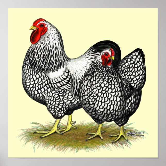 Pôster Wyandotte: Par de Prata (Frente)