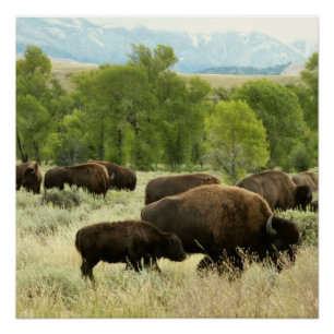 Pôster Wyoming Bison Nature