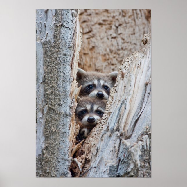 Pôster Wyoming, condado de Lincoln, Raccoon (Frente)