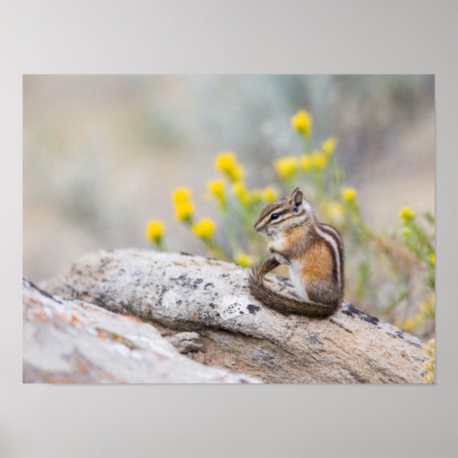 Poster Wyoming, Condado de Sublette, Menos Chipmunk (Frente)