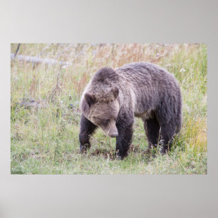 Pôster Wyoming, Parque Nacional de Yellowstone, Urso Pard